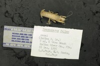Procambarus (Ortmannicus) image